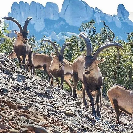 Feriehus Casa Annie Collbató