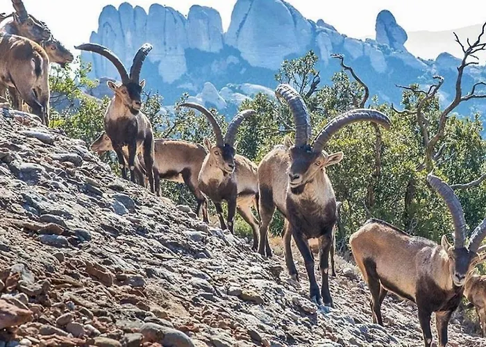 בית נופש Casa Annie Collbató